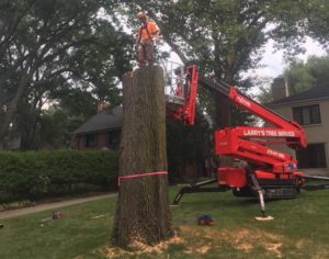 Larry's Tree Service Tree Removal Grand Rapids MI