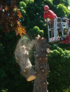 Larrys Tree Removal Service Grand Rapids MI