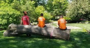 Larrys Tree Service Crew Grand Rapids MI