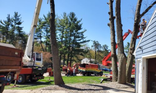 Larrys Lawn Service Tree Cutting Equipment