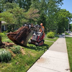 Larry's Lawn Service City Tree Removal