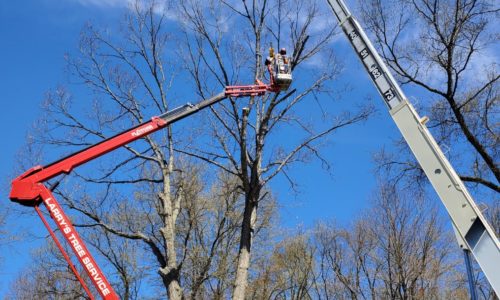 Larrys Lawn Service Tall Tree Removal