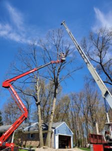 Larrys Lawn Service Tall Tree Removal