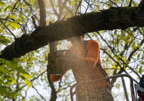 Cutting trees down